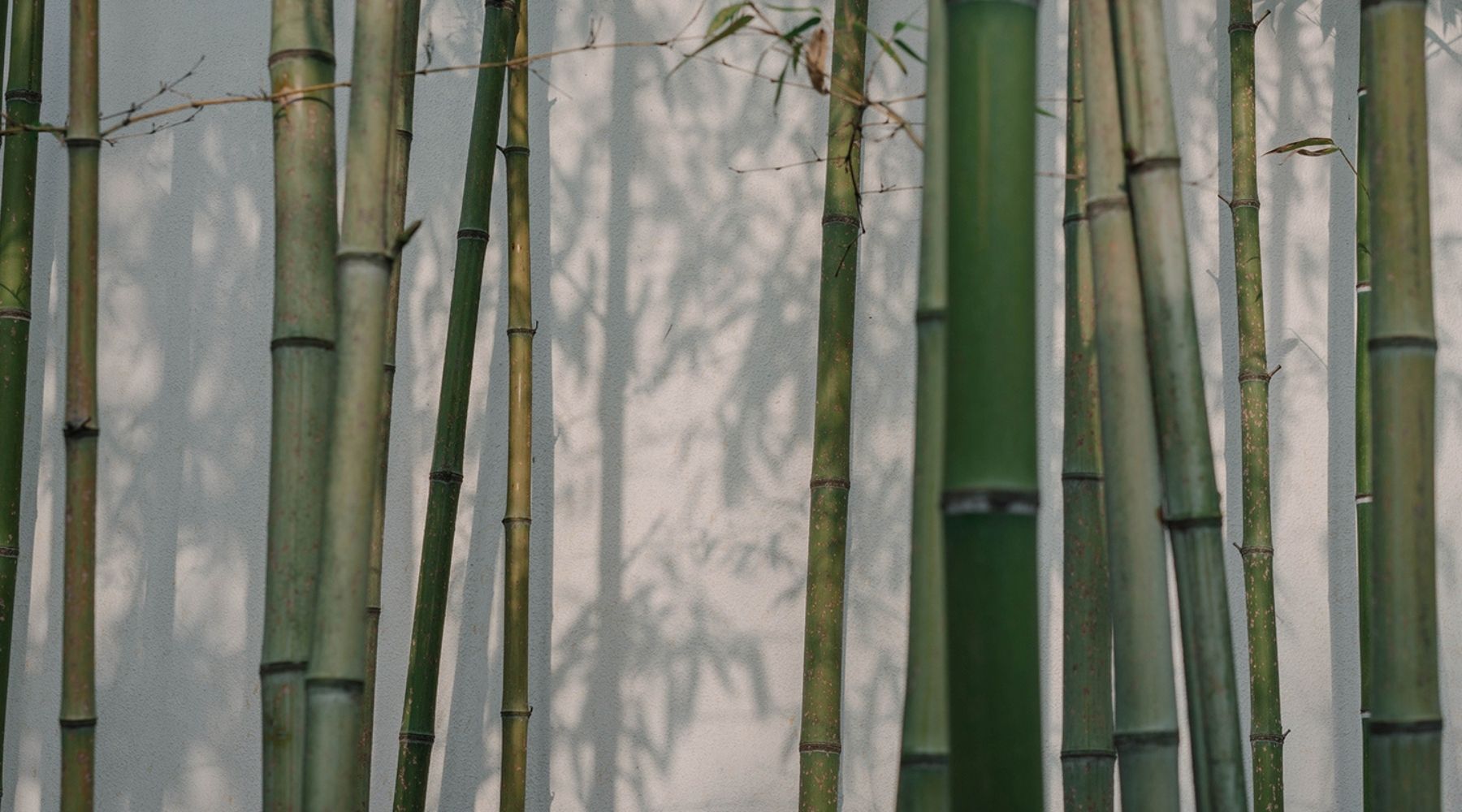Bamboo Benefits, Benefits Of Bamboo Wood