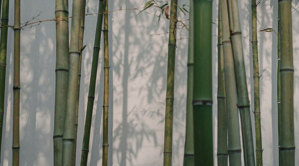 Bamboo And Its Environmental Benefits