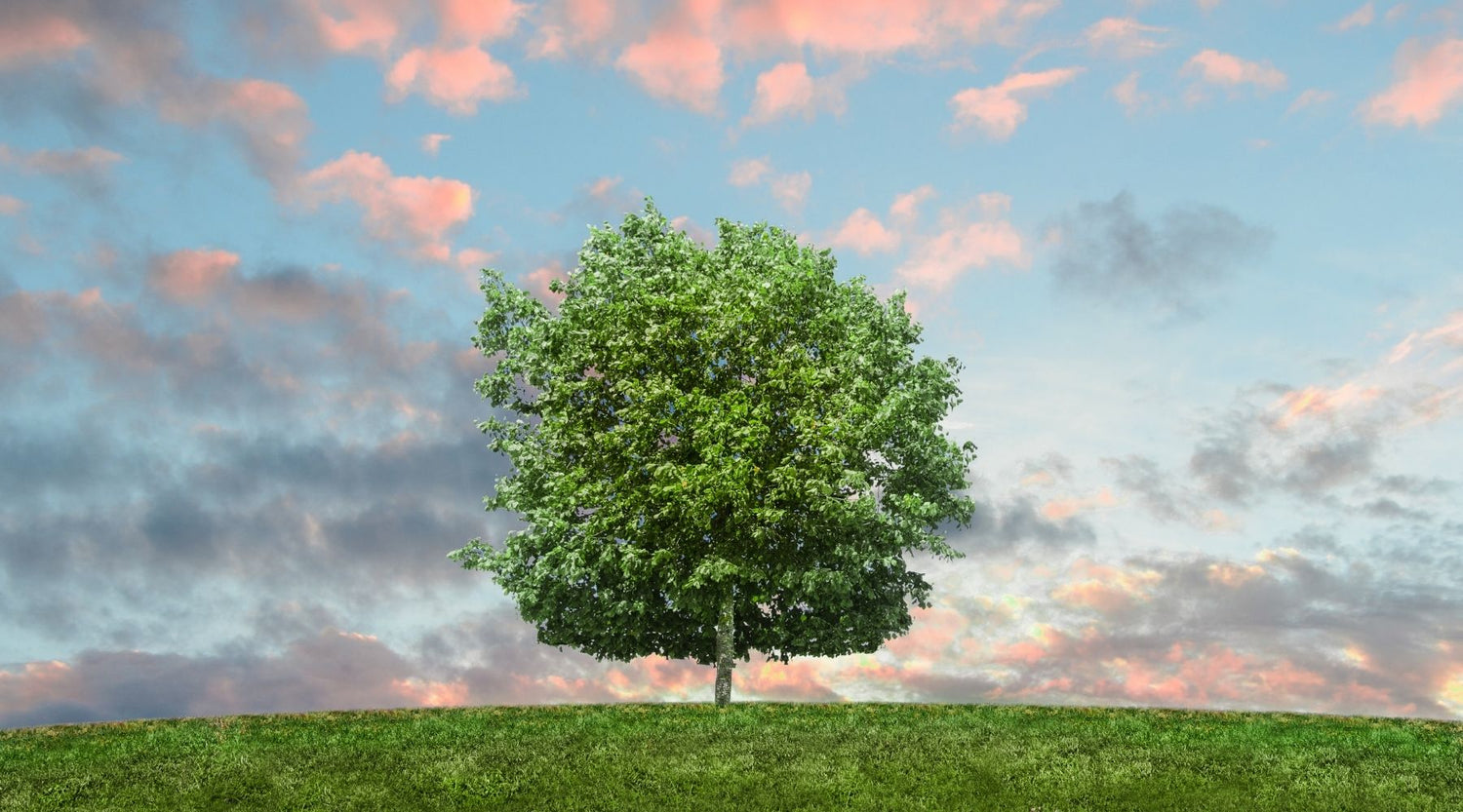Going green: 5 benefits of eco-friendly living