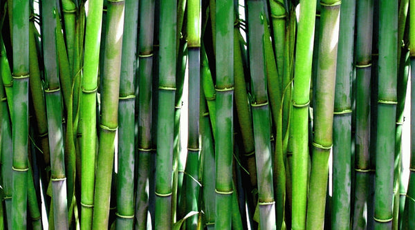 Is bamboo wood good? Interesting facts you definitely don’t know about the bamboo
